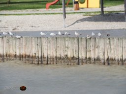 Musikalische Tagesfahrt zum Neusiedlersee am 21. 08. 2024